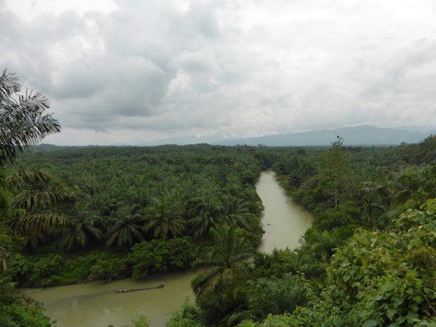 Uitzicht op palmplantages Uitzicht op palmplantages