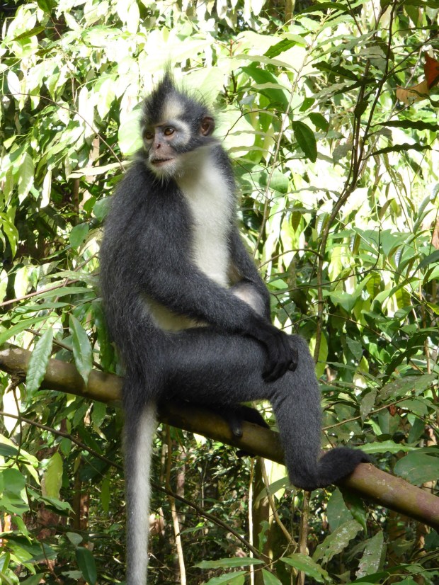 Thomas Leave Monkey Thomas Leave Monkey